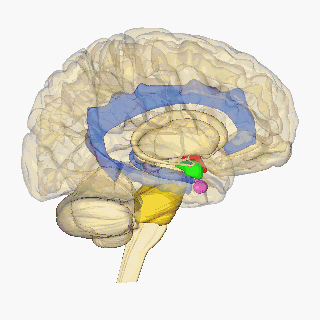 AI brain animation